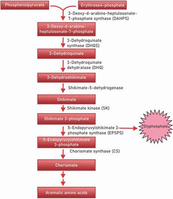 Polyphenols: Chemoprevention and therapeutic potentials in hematological malignancies